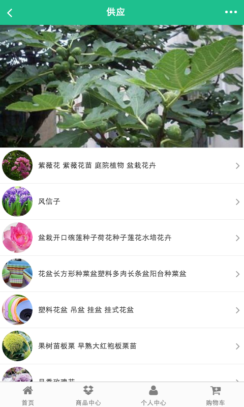 合肥苗木网