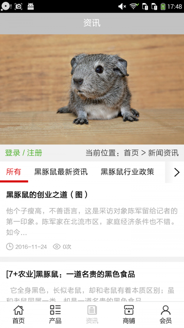 广西黑豚鼠