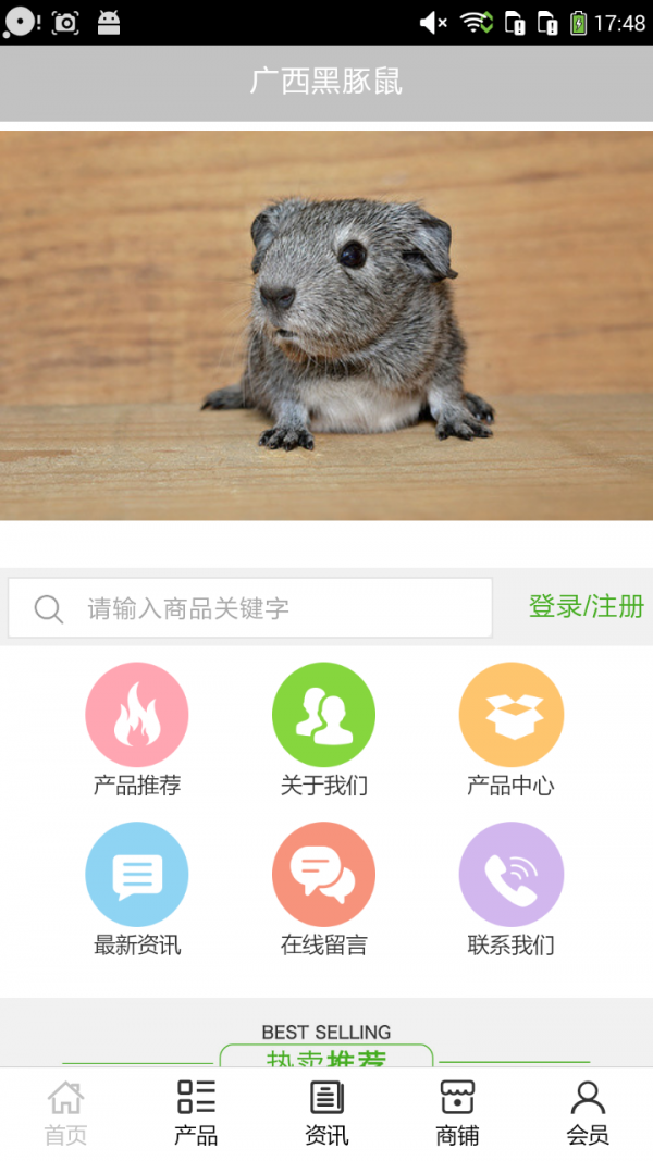 广西黑豚鼠