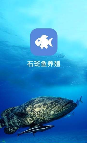 石斑鱼养殖